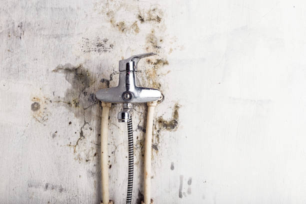 Best Residential Mold Removal  in La Salle, CO