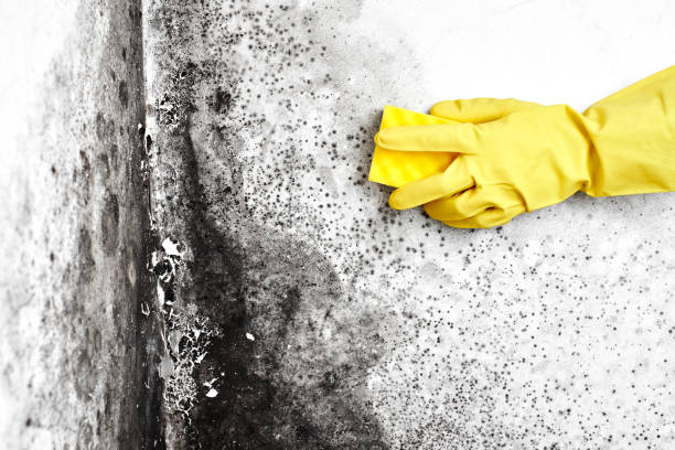 Office Mold Removal Services in La Salle, CO