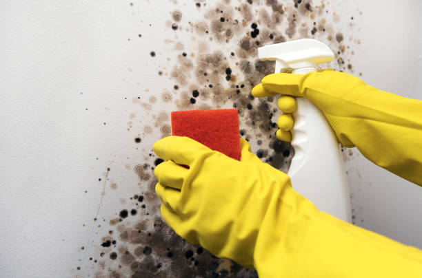 Best Mold Removal and Inspection  in La Salle, CO